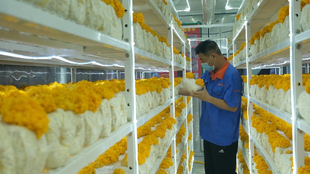 ɽ�|���f�����S�𡱮a(ch��n)�I(y��)����ġ������������Ƽ���(w��n)�a(ch��n)��